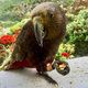A Kaka parrot that frequents my mom’s balcony in Wellington, New Zealand. Image: Kristen V. Brown